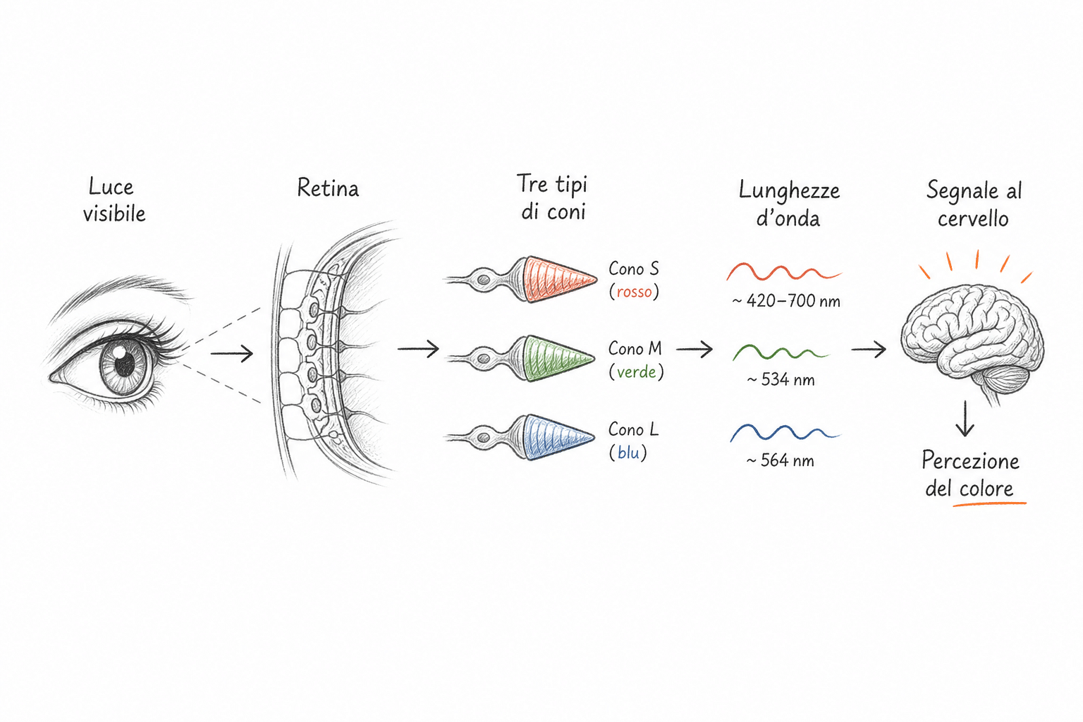 Schema dei tre tipi di coni nella retina per la percezione dei colori: coni L rosso, M verde, S blu.